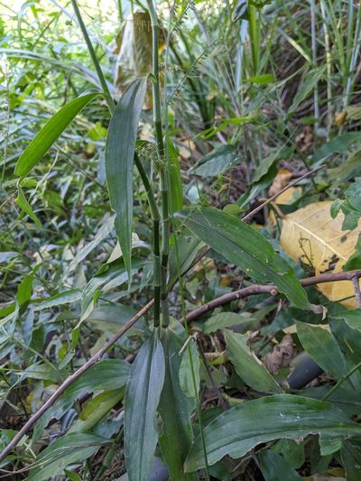 Aneilema scaberrimum, photographed by 潘立傑 LICHIEH_PAN