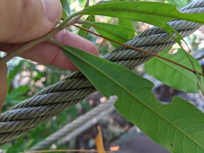 Litsea hypophaea, photographed by 潘立傑 LICHIEH_PAN