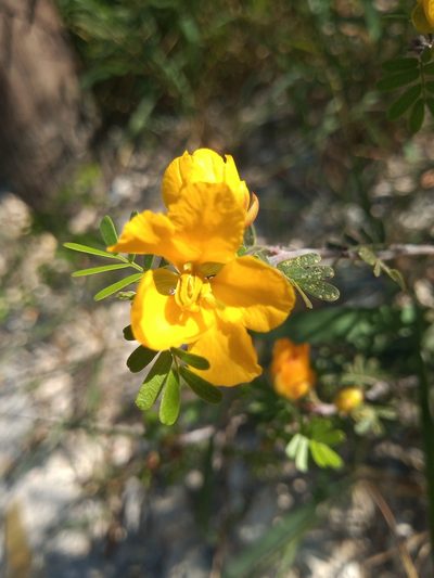 Chamaecrista greggii, photographed by Rodolfo Salinas Villarreal