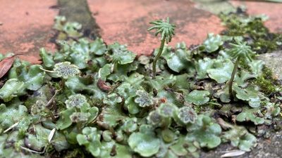 Marchantia paleacea, photographed by Andrew J. Crawford
