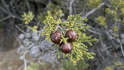 Hesperocyparis sargentii, photographed by Dee Shea Himes