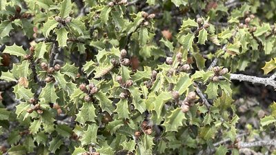 Ceanothus jepsonii, photographed by Dee Shea Himes
