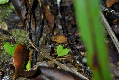 Corybas cheesemanii, photographed by Christopher Stephens