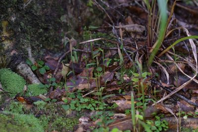 Pterostylis alobula, photographed by Christopher Stephens