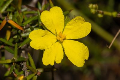 Hibbertia exutiacies, photographed by T. Hammer