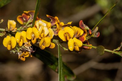 Daviesia leptophylla, photographed by T. Hammer
