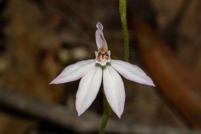 Caladenia carnea, photographed by T. Hammer