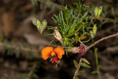 Dillwynia hispida, photographed by T. Hammer