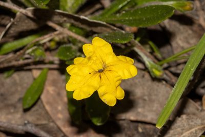 Goodenia geniculata, photographed by T. Hammer