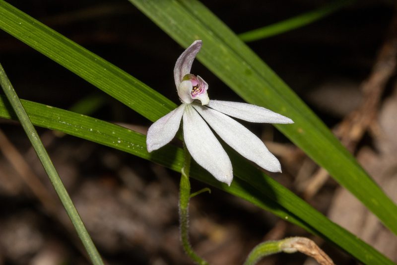Caladenia carnea, photographed by T. Hammer