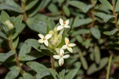 Pimelea humilis, photographed by T. Hammer