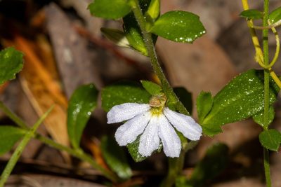 Scaevola albida, photographed by T. Hammer