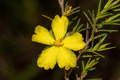 Hibbertia exutiacies, photographed by T. Hammer