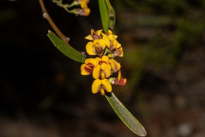 Daviesia leptophylla, photographed by T. Hammer