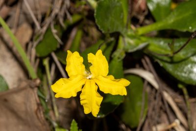 Goodenia blackiana, photographed by T. Hammer