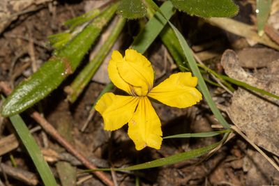 Goodenia geniculata, photographed by T. Hammer