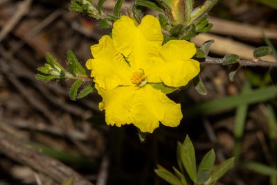 Hibbertia crinita, photographed by T. Hammer