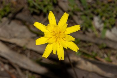 Microseris walteri, photographed by T. Hammer