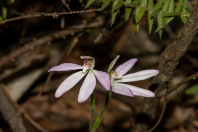 Caladenia carnea, photographed by T. Hammer