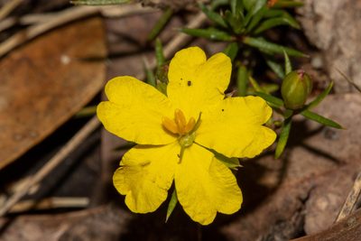 Hibbertia exutiacies, photographed by T. Hammer