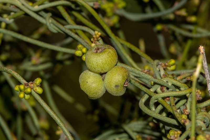 Cassytha pubescens, photographed by T. Hammer