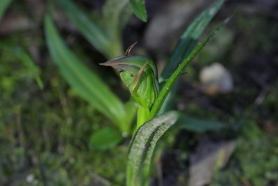 Pterostylis montana, photographed by Christopher Stephens