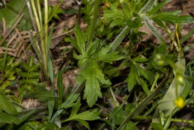 Ranunculus lappaceus, photographed by T. Hammer