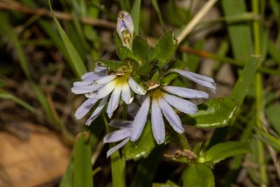 Scaevola albida, photographed by T. Hammer