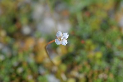 Epilobium brunnescens, photographed by Christopher Stephens