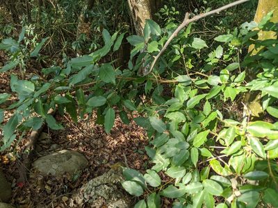 Acer albopurpurascens, photographed by 潘立傑 LICHIEH_PAN