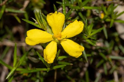 Hibbertia exutiacies, photographed by T. Hammer