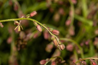 Gonocarpus tetragynus, photographed by T. Hammer