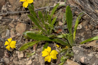 Goodenia geniculata, photographed by T. Hammer