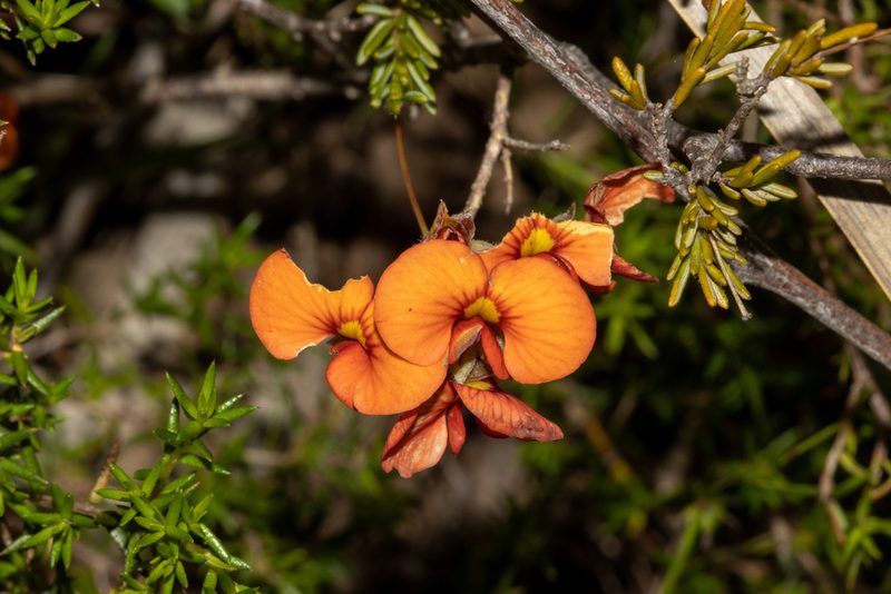 Dillwynia hispida, photographed by T. Hammer