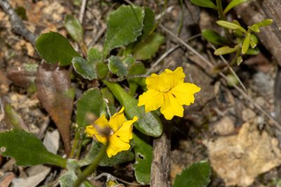 Goodenia blackiana, photographed by T. Hammer