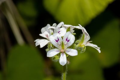 Pelargonium australe, photographed by T. Hammer