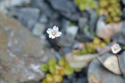 Epilobium brunnescens, photographed by Christopher Stephens