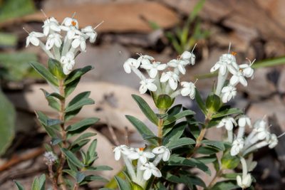 Pimelea humilis, photographed by T. Hammer