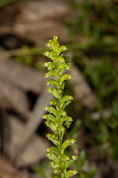Microtis arenaria, photographed by T. Hammer