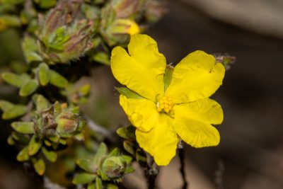 Hibbertia crinita, photographed by T. Hammer