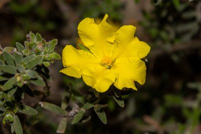 Hibbertia crinita, photographed by T. Hammer