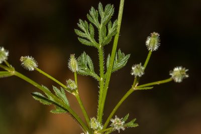 Daucus glochidiatus, photographed by T. Hammer