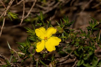 Hibbertia exutiacies, photographed by T. Hammer