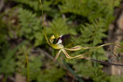 Caladenia tentaculata, photographed by T. Hammer
