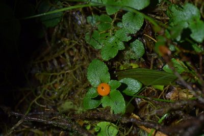 Nertera villosa, photographed by Christopher Stephens