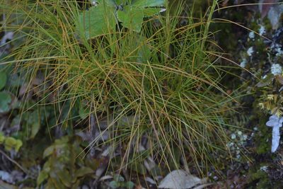 Dracophyllum filifolium, photographed by Christopher Stephens