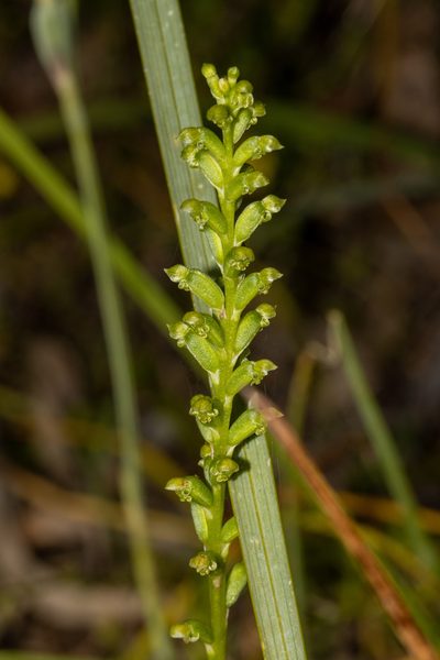 Microtis arenaria, photographed by T. Hammer