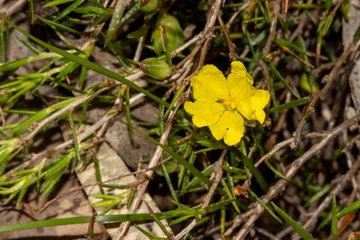 Hibbertia exutiacies, photographed by T. Hammer