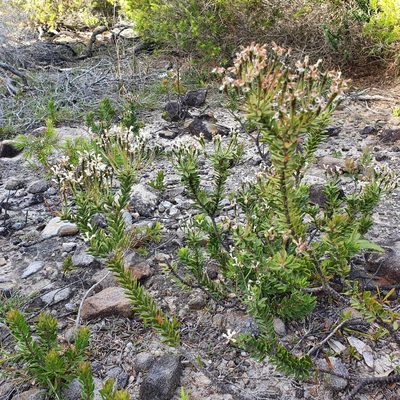 Conospermum ellipticum, photographed by ronavery