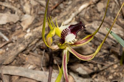 Caladenia tentaculata, photographed by T. Hammer